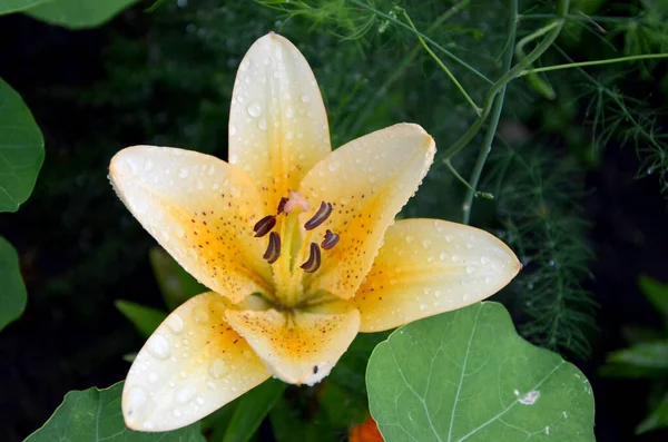 Красива Жовта Квітка Лілії Саду — стокове фото