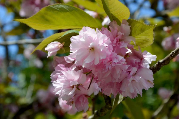 Primer Plano Hermosas Flores Cerezo Rosa —  Fotos de Stock