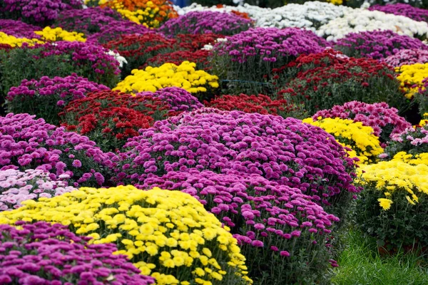 colorful flowers in the garden. background.