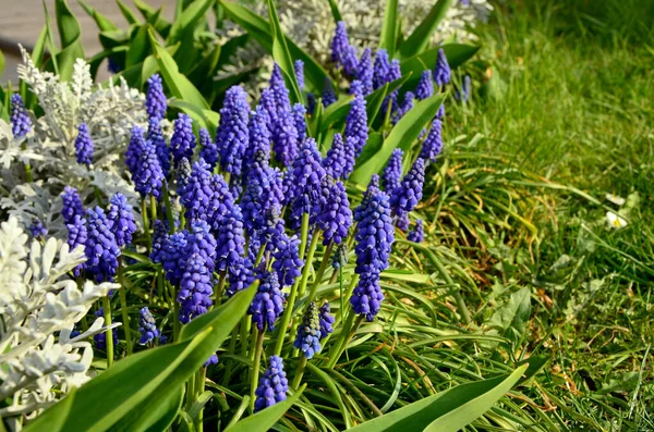 Belas Flores Primavera Azul Jardim — Fotografia de Stock