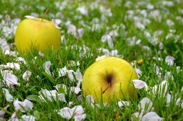 green apples in the grass