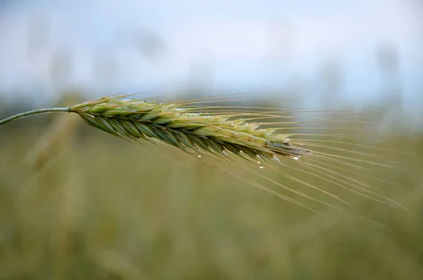 Pšeničné Uši Pozadí Pole Zelené Trávy — Stock fotografie