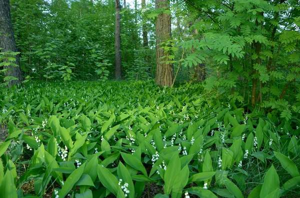 stock image beautiful white lily of the valley flowers in forest  