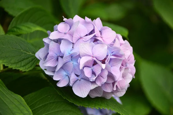 Beautiful Blooming Purple Hydrangea Flowers Garden — Stock Photo, Image