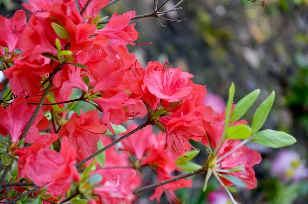 Flores Azáleas Vermelhas Jardim — Fotografia de Stock