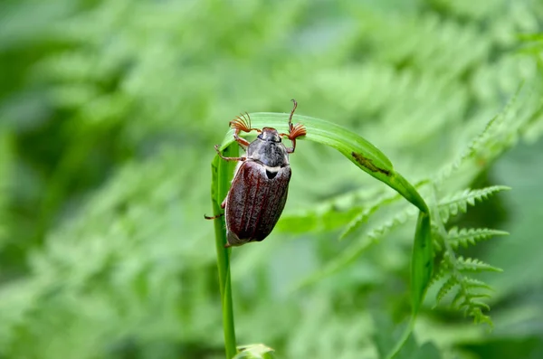 stock image beetle on a green leaf on the grass close-up