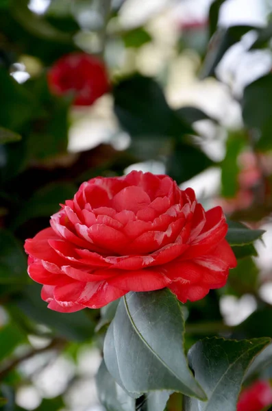 Belles Roses Rouges Sur Buisson Dans Jardin — Photo