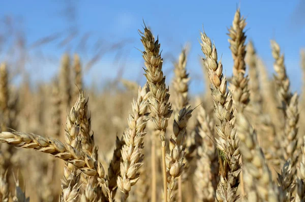 Pole Pšenice Zemědělství Příroda — Stock fotografie