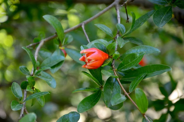 Yeşil Bir Arka Plan Üzerinde Kırmızı Gül Çiçek — Stok fotoğraf
