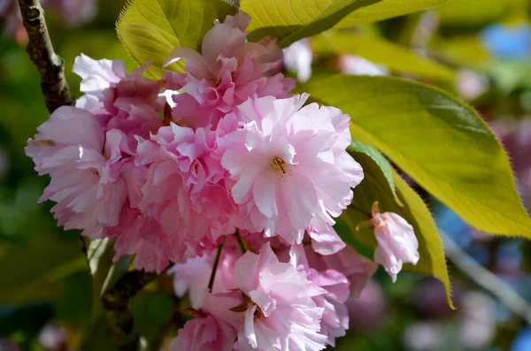Primer Plano Hermosas Flores Árboles Jardín Primavera Flores Cerezo —  Fotos de Stock