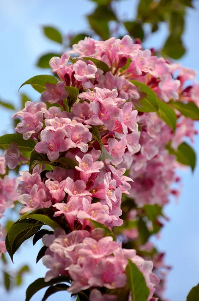 Gyönyörű Rózsaszín Virágok Háttér Zöld Levelek — Stock Fotó