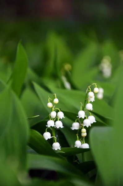 Mooie Witte Lelie Van Vallei Bloemen Tuin — Stockfoto