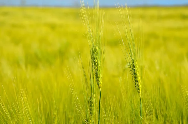 Zelené Pšeničné Pole Létě — Stock fotografie