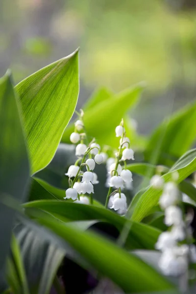 Красивая Белая Лилия Соцветий Саду — стоковое фото