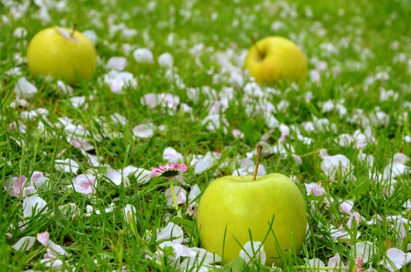 stock image green apples in the garden