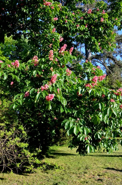 Krásný Botanický Záběr Zblízka Jablečné Květy Zahradě — Stock fotografie