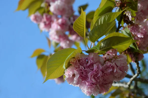 Hermoso Cerezo Flor Primavera —  Fotos de Stock