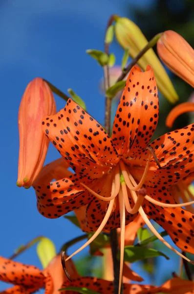 Красиві Квіти Лілії Квітковий Концепт Фон — стокове фото