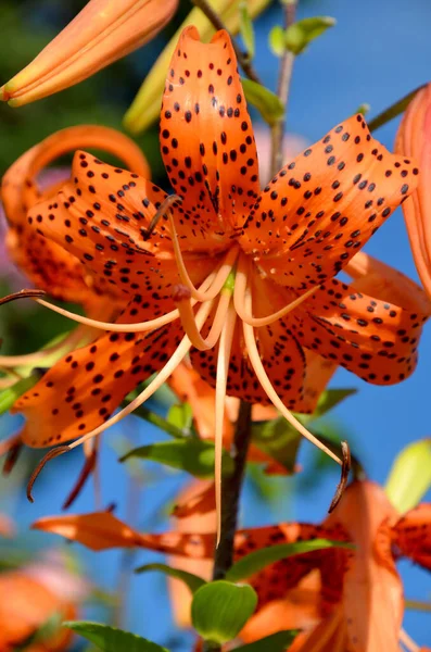 Красиві Помаранчеві Квіти Лілії Саду — стокове фото