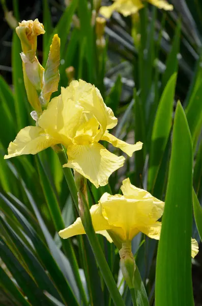 Krásné Žluté Duhovky Květiny Zahradě — Stock fotografie