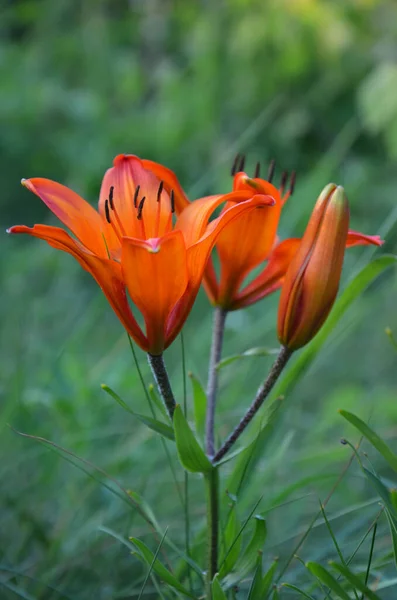 Красиві Помаранчеві Квіти Лілії Саду — стокове фото