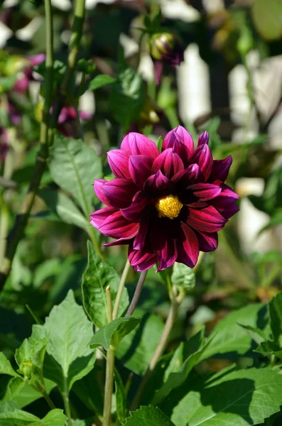 Piękne Kwiaty Dahlii Ogrodzie — Zdjęcie stockowe