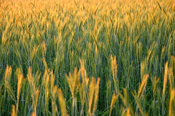 Sabahları Buğday Tarlası — Stok fotoğraf