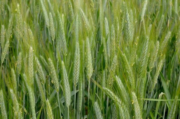 Yeşil Buğday Tarlası Kapat — Stok fotoğraf