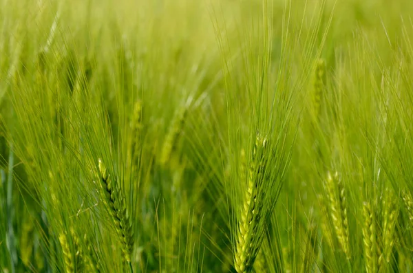 Zelené Pšeničné Pole Létě — Stock fotografie