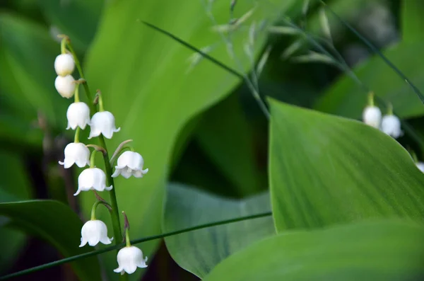 森の渓谷の花の美しい白いユリ — ストック写真