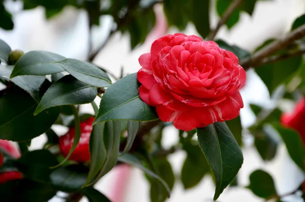 Krásné Květiny Zahradě Růže Pozadí Zelených Listů — Stock fotografie