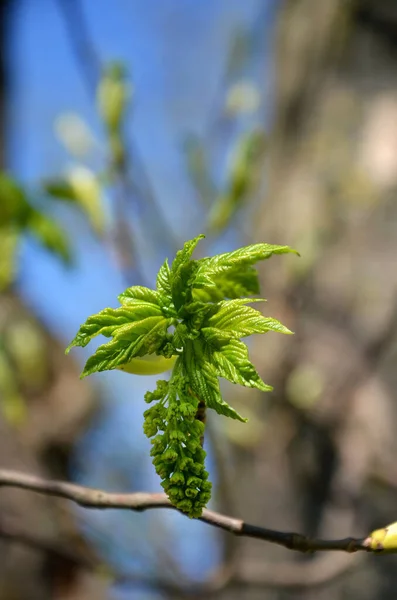 Grüne Blätter Eines Baumes Frühling — Stockfoto