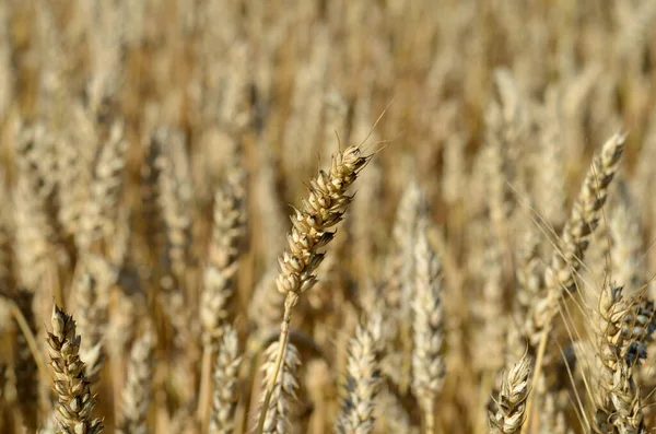 Pšeničné Pole Zemědělský Koncept — Stock fotografie