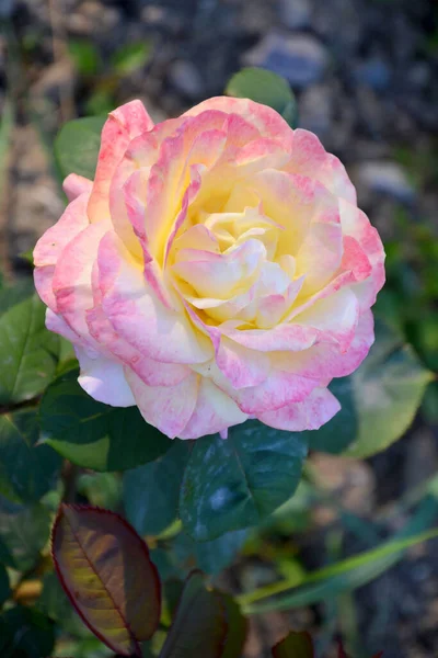 Bellissime Rose Giardino — Foto Stock