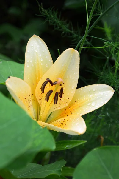 Красивый Желтый Цветок Лилии Саду — стоковое фото