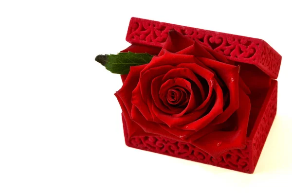 Красная Роза Белом Фоне — стоковое фото
