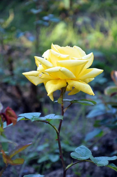 Bela Rosa Amarela Jardim — Fotografia de Stock