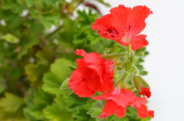 白い背景に赤い花を持つペラルゴニウム植物 — ストック写真