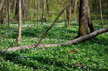 beautiful image of nature, spring forest with a meadow of anemone flowers