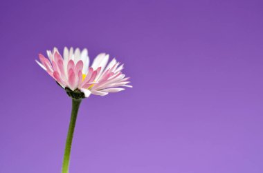 beautiful daisy flower on a blue background, copy space