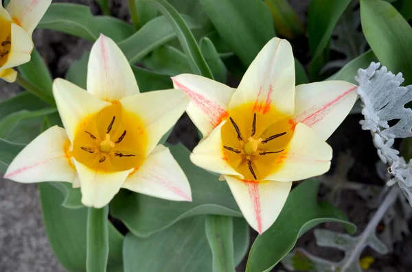 light yellow tulips in the garden view from above