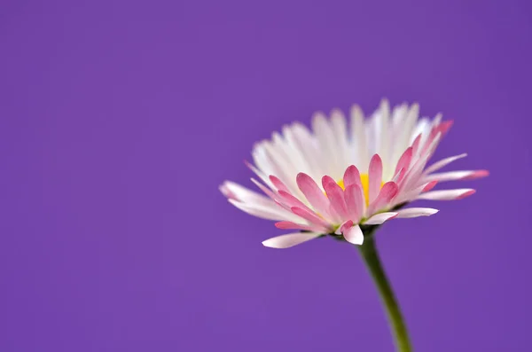 beautiful pink daisy flower on purple background closeup