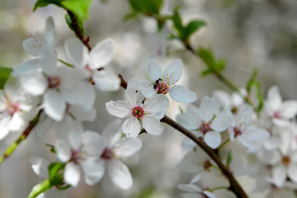 white petals of flowering cherry plum close-up