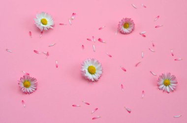 Pembe arka planda papatya yaprakları ve çiçekler