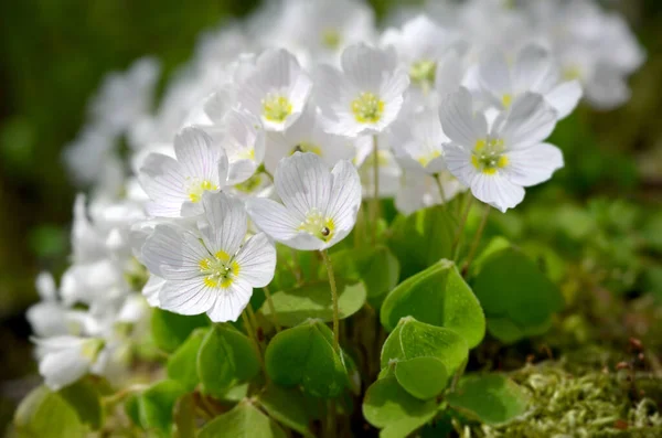 Stock image beautiful spring white flowers oxalis blurred macro image