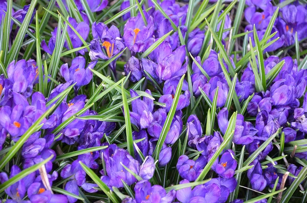 purple spring flowers crocuses oil painting style illustration