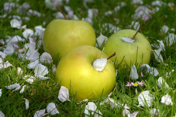 ripe apples and white petals of an apple tree on the grass