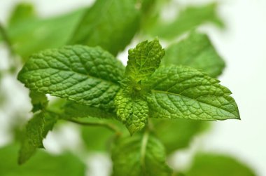 mint leaves close-up on a white background clipart