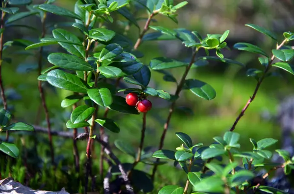 Cranberry Tanaman Dengan Buah Merah Hutan Close — Stok Foto