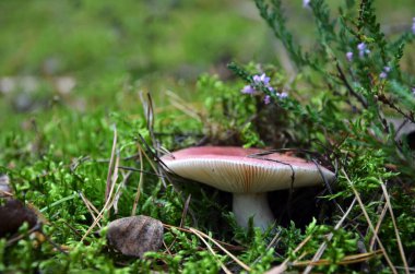 Ormanda kırmızı şapkalı Russula mantarı.